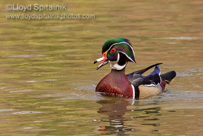 Wood Duck