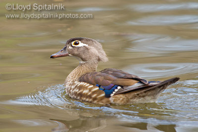 Wood Duck (female)