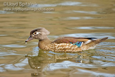 Wood Duck (female)