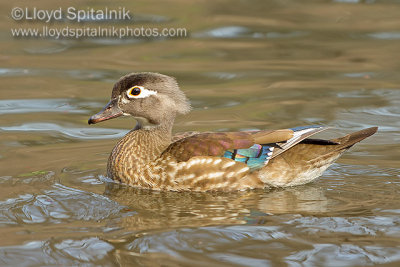 Wood Duck (female)