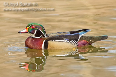 Wood Duck 