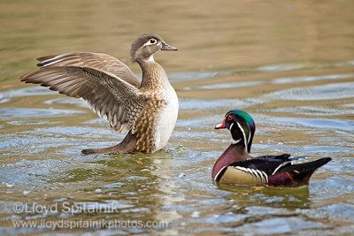 Wood Duck 