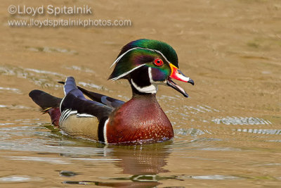 Wood Duck 