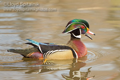 Wood Duck 