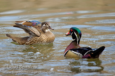 Wood Duck 