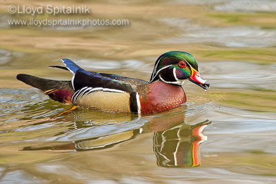 Wood Duck 