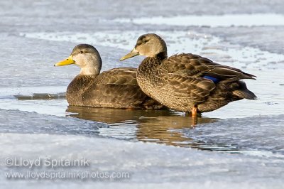 American Black Duck