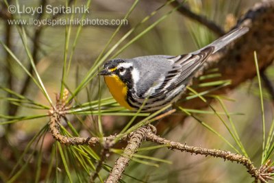 Yellow-throated Warbler