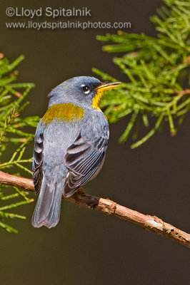 Northern Parula