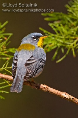 Northern Parula