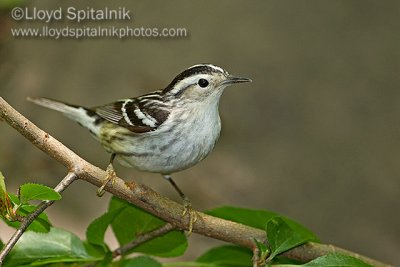 Black-and-white Warbler (female)