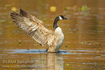Canada Goose