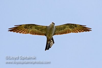 Mississippi Kite