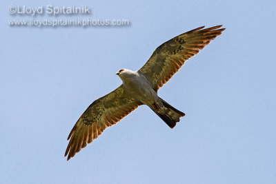 Mississippi Kite