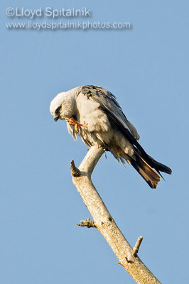 Mississippi Kite