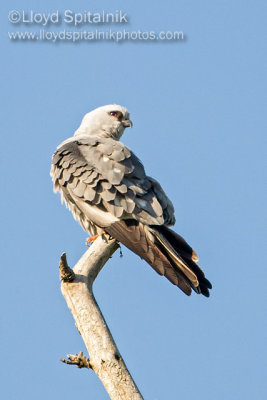 Mississippi Kite