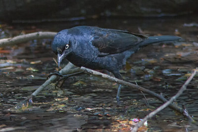 Rusty Blackbird