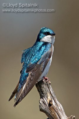 Tree Swallow