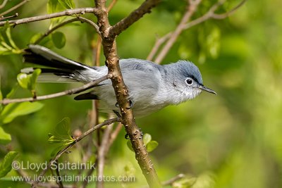 Blue-gray Gnatcatcher