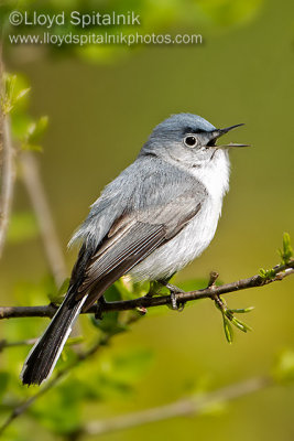 Blue-gray Gnatcatcher (male)