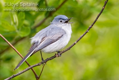 Blue-gray Gnatcatcher (male)