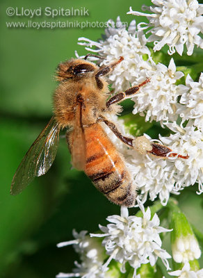 Honey Bee