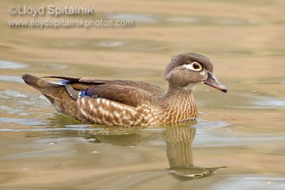 Wood Duck (female)