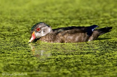 Wood Duck (eclipse male)