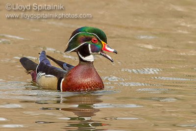 Wood Duck 