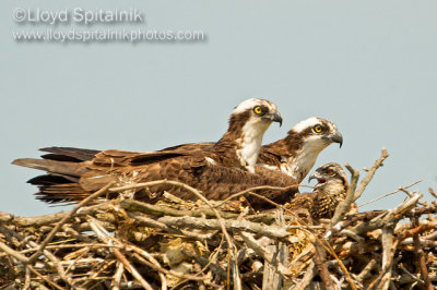 Osprey