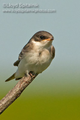 Tree Swallow