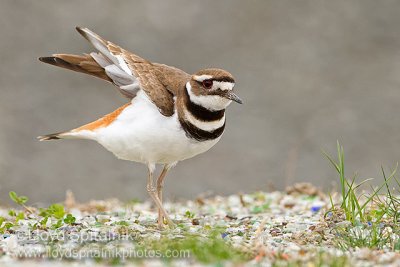 Killdeer