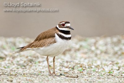 Killdeer