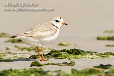 Piping Plover (breeding female)