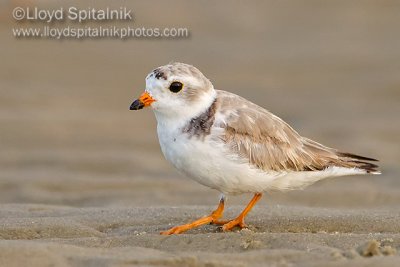 Piping Plover