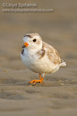 Piping Plover (breeding female)