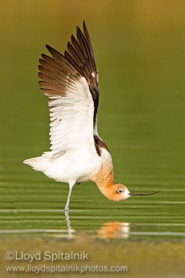 American Avocet