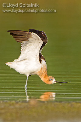 American Avocet