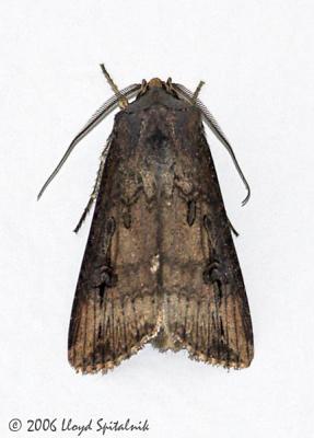 Ipsilon Dart (Owlet Moth)