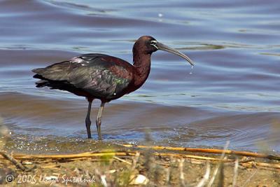 Glossy Ibis