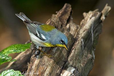 Northern Parula (male)