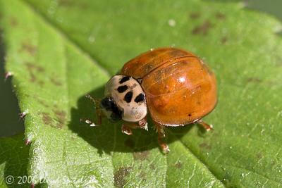 spotless Multicolored Asian Lady Beetle