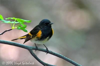 American Redstart