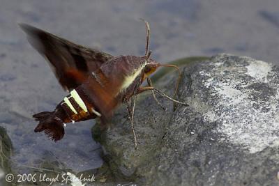 Nessus Sphinx moth