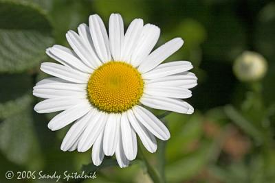 Oxeye Daisy