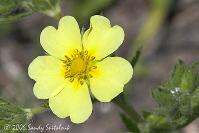 Rough-fruited Cinquefoil