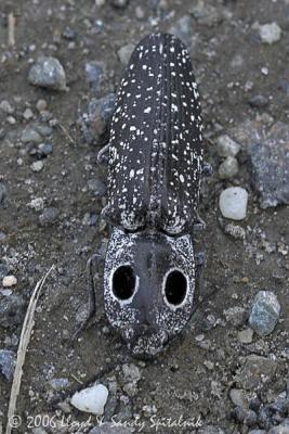 Eyed Click Beetle