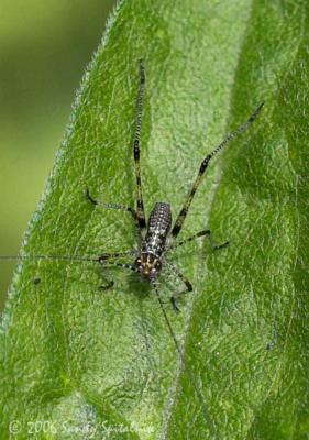 Mediterranean Katydid (nymph)