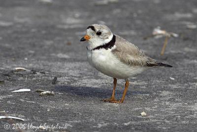 Piping Plover