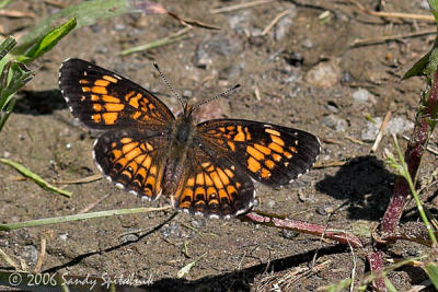 Harris'  Checkerspot